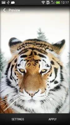 Tigers Live Wallpaper android App screenshot 1